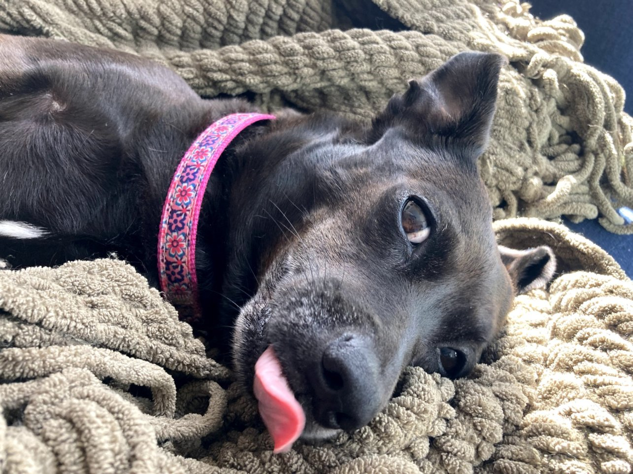 My Dog Cookie Lounging With Her Tongue Logging Out